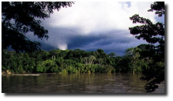 storm in the rain forest